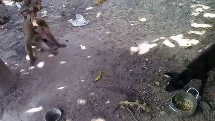 Dog vs Monkey Fight very funny