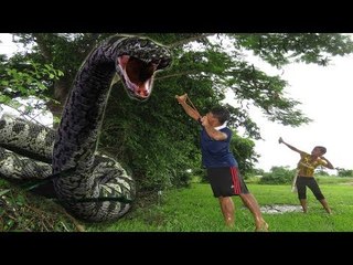 Amazing Two Brothers Catch Snakes while they are hunting bird in the Forest