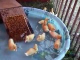 Cutest Baby Ducks splashing in a pool   Fun for Kids
