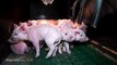 L214 : les nouvelles images choc d'un élevage de cochons