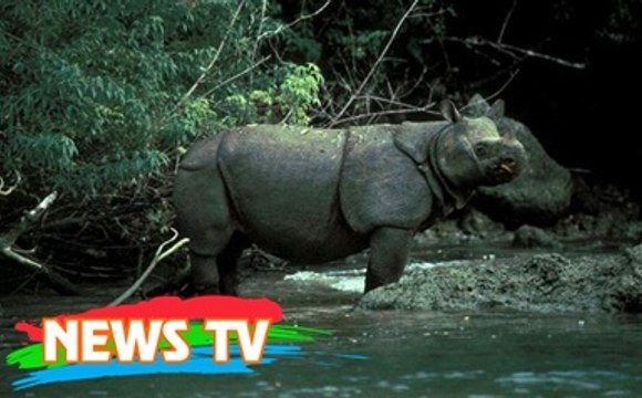 Top 10 loài động vật có nguy cơ tuyệt chủng