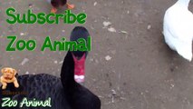 Real Duck Chickens Goose Pigeon Swan in farm animals - Farm Animals video for kids