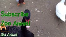 Real Duck Chickens Goose Pigeon Swan in farm animals - Farm Animals video