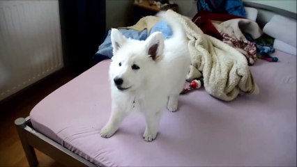 Funny and super cute white swiss shepherd puppy