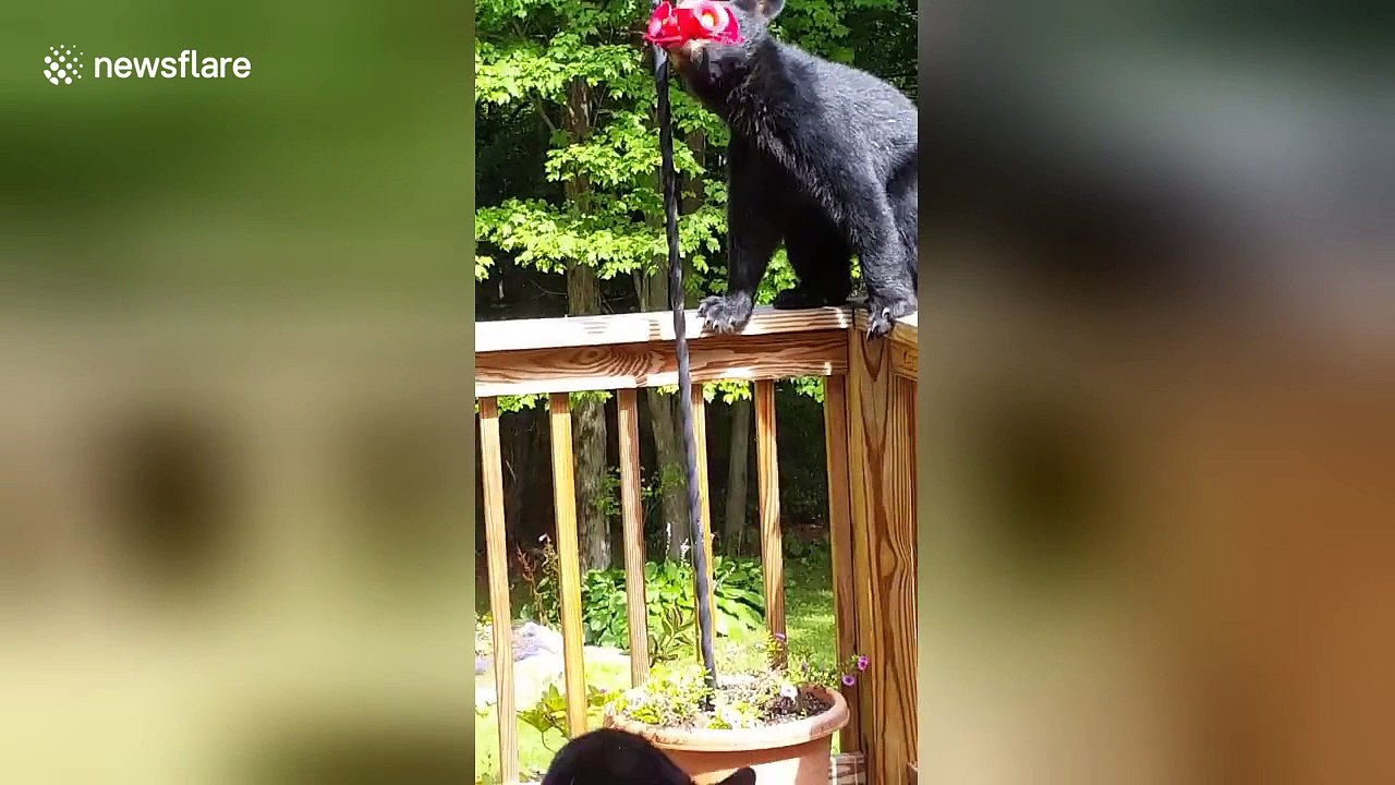 Thirsty bear cubs drink from hummingbird feeder in garden
