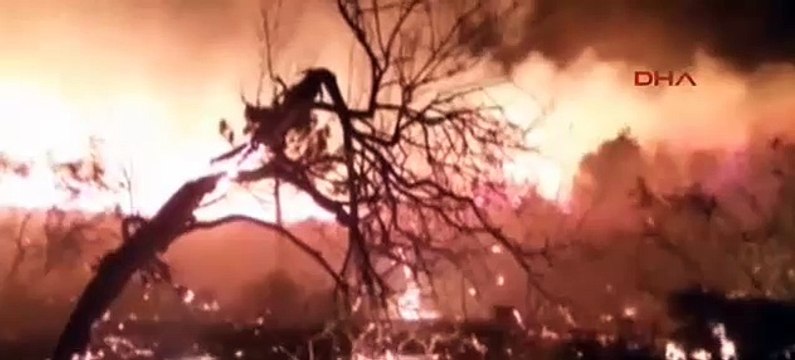 Rüzgarın etkisiyle orman alevler içinde kaldı