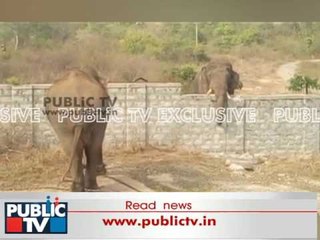 Fight between Elephants at Bannerghatta Butterfly Park