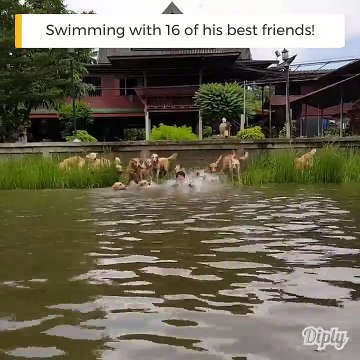 Quand tu nages avec tes 16 chiens... Classe