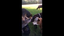 Ce chien veut manger une oreille du veau... Il attend meme pas qu'il soit à la boucherie