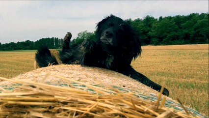 La détresse dans les yeux de ce chien qui tombe du ballot de paille... Ahaha