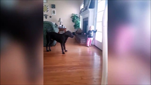 Duo de danseurs adorables : chien et bébé