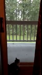 Les chats attirent la foudre, on vous aura prévenu!