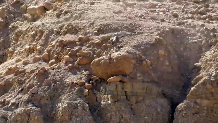 Download Video: Un loup poursuit une chèvre en montagne... Incroyable