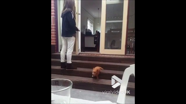 Pauvre petit chien qui ne sait pas descendre les marches sans tomber