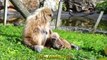 MACACOS Bebés muito Bonitos no Zoológico _  y Monkey very cute in the Zoo - Funny Animals