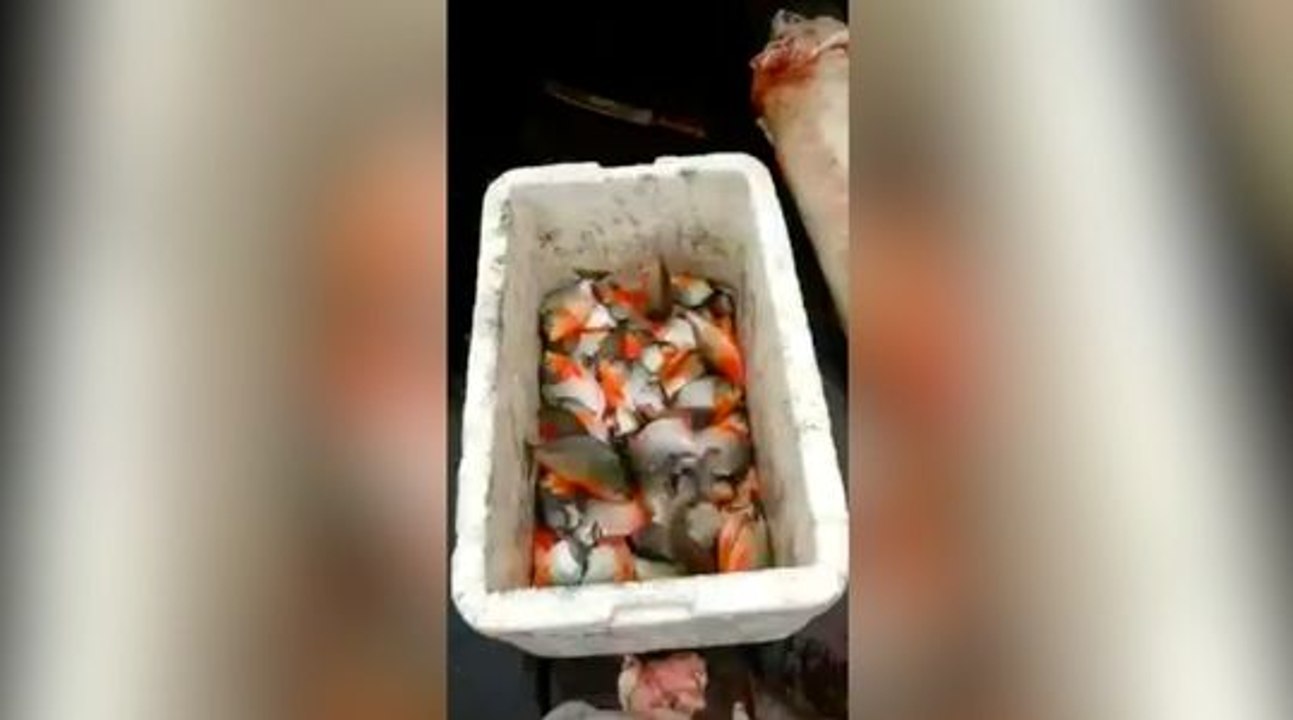 Voilà comment on attrape des piranhas !