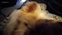 JEALOUS DOGS Want Attention From Their  nny Pets]