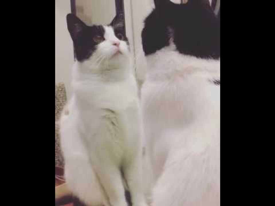 Dancing Cat Gets Her Wiggle On