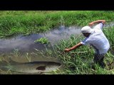 Amazing Boy Uses PVC Pipe Compound BowFishing To Shoot Fish -Khmer Fishing At Battambang Cambodia