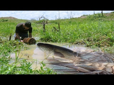 wow Amazing Fishing - Cambodia Traditional fishing - How to Catches Fish by Cam Amazing