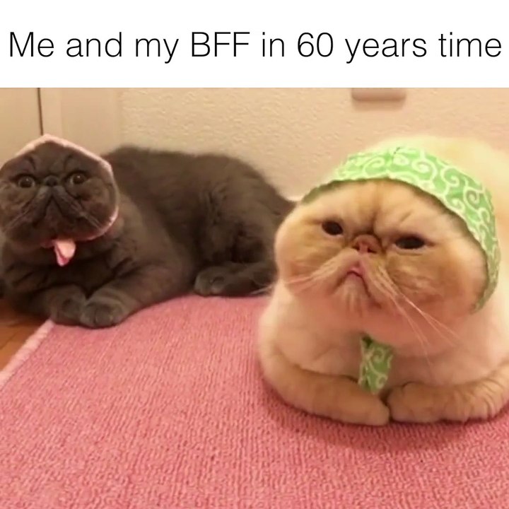 Cats are BFF's