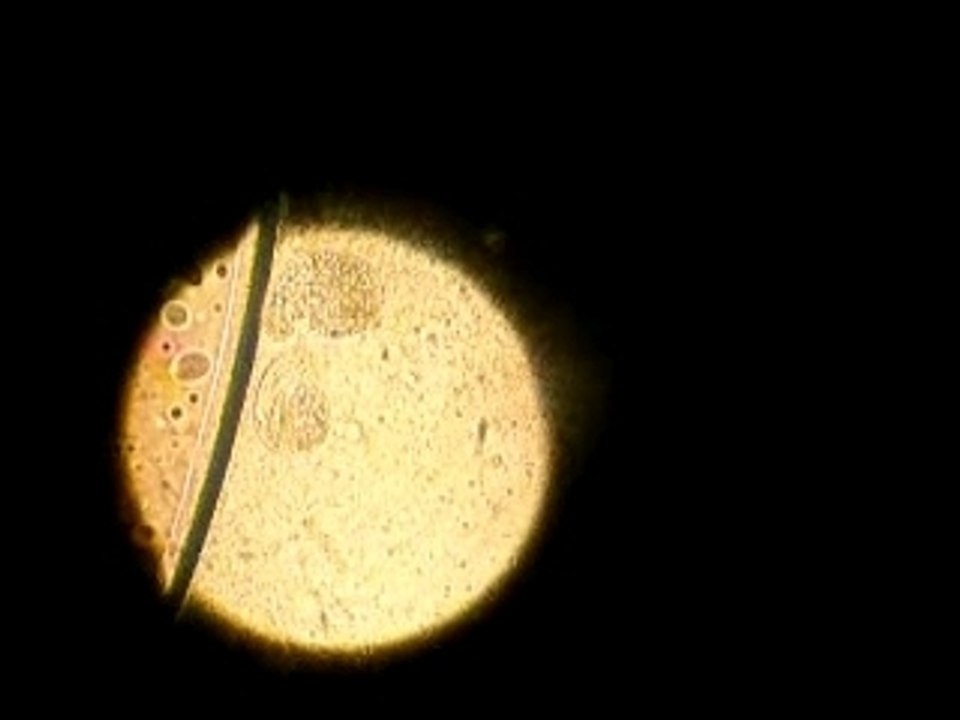 la cellule qui cours apres l'autre^^