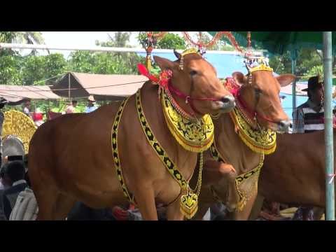 NET JATIM - Kontes Sapi Sonok di Sumenep