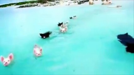 Comme quoi il ne faut pas forcément avoir les pattes palmées pour nager !
