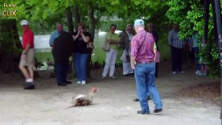 Don't Mess with Geese Compilation [NEW]