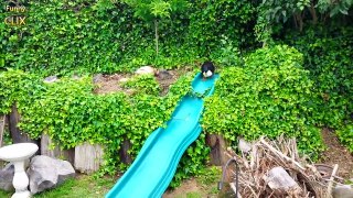 The Ultimate Animals Playing on Slides Compilation [NEW]