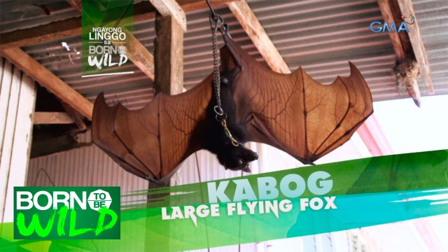 Born to Be Wild: Rescuing wildlife