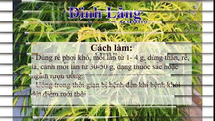 Hướng dẫn trị mề đay tại nhà với 6 loại thảo dược