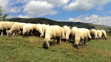 Otlatmaya Çıktığı Koyunlar Çobansız Dönünce Acı Gerçek Ortaya Çıktı!
