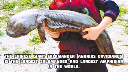 [MP4 1080p] TOP 10 BIGGEST ANIMALS IN THE WORLD - 2016 (PART1)