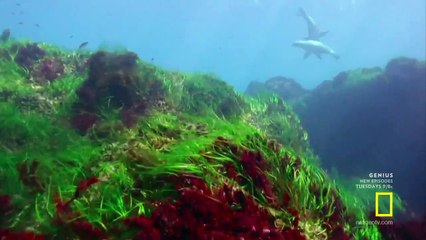 Earth's Beautiful Plants and Creatures