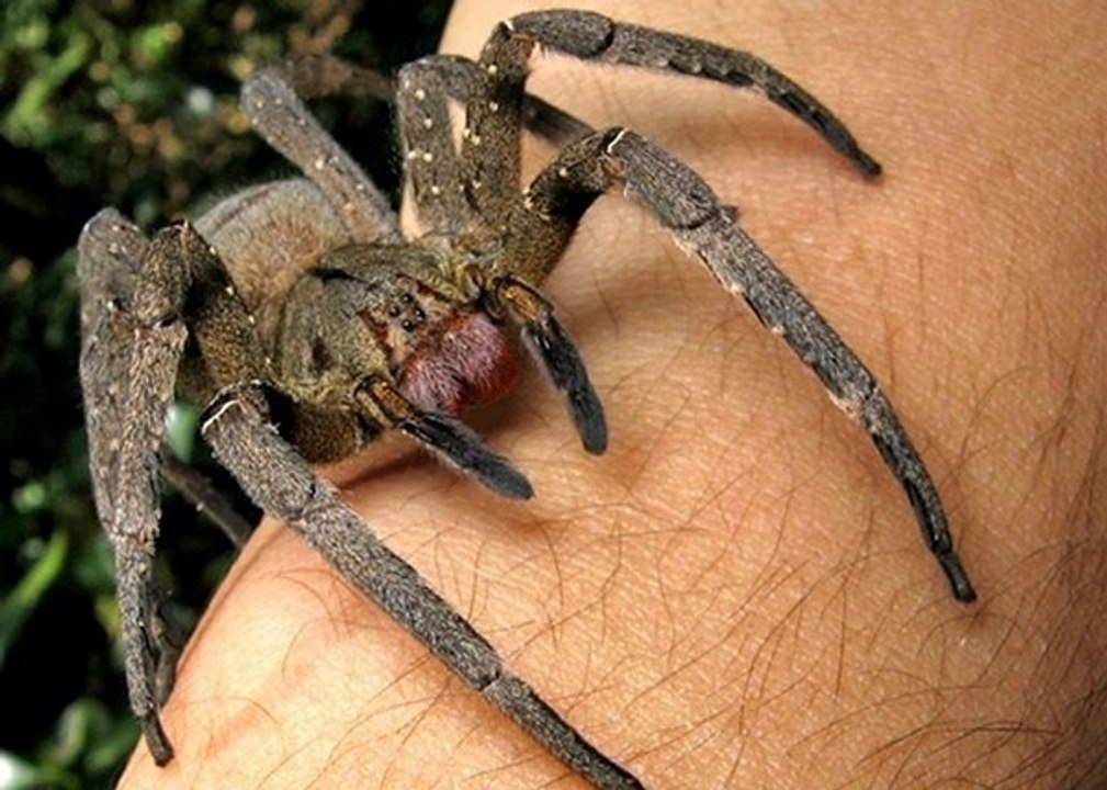 As Aranhas mais incríveis da natureza