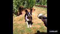 NEW _Try Not To Laugh dfgrChallenge_ _ Funny Animals Vines Compilation _ Top Funny Pets
