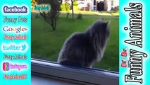 TRY NOT TO LAUGH CHALLEdfgrNGE Cats And Dogs Are So Funny You'll Die Laughing Compilation