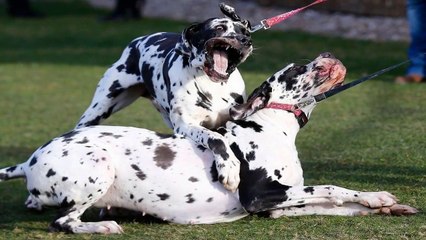 Top most dangerous dogs in the world