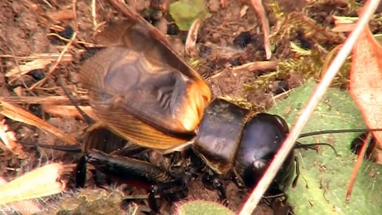 Chant du grillon des champs ou grillon champêtre qui chante dans la video en directe %28 Gryllidae %29