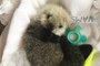 Tiny Sea Otter Pup Rescued in Vancouver