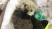 Tiny Sea Otter Pup Rescued in Vancouver