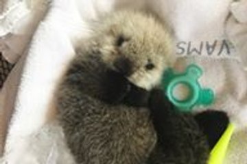 Tiny Sea Otter Pup Rescued in Vancouver