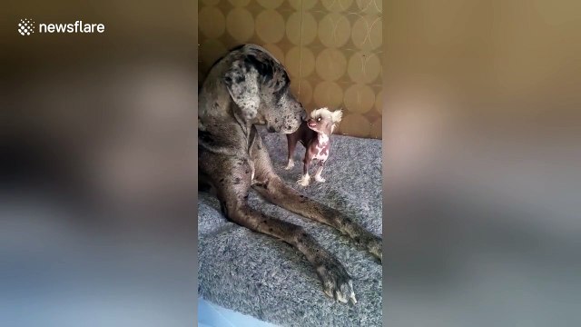 Big dog meets tiny dog for the first time and it's adorable