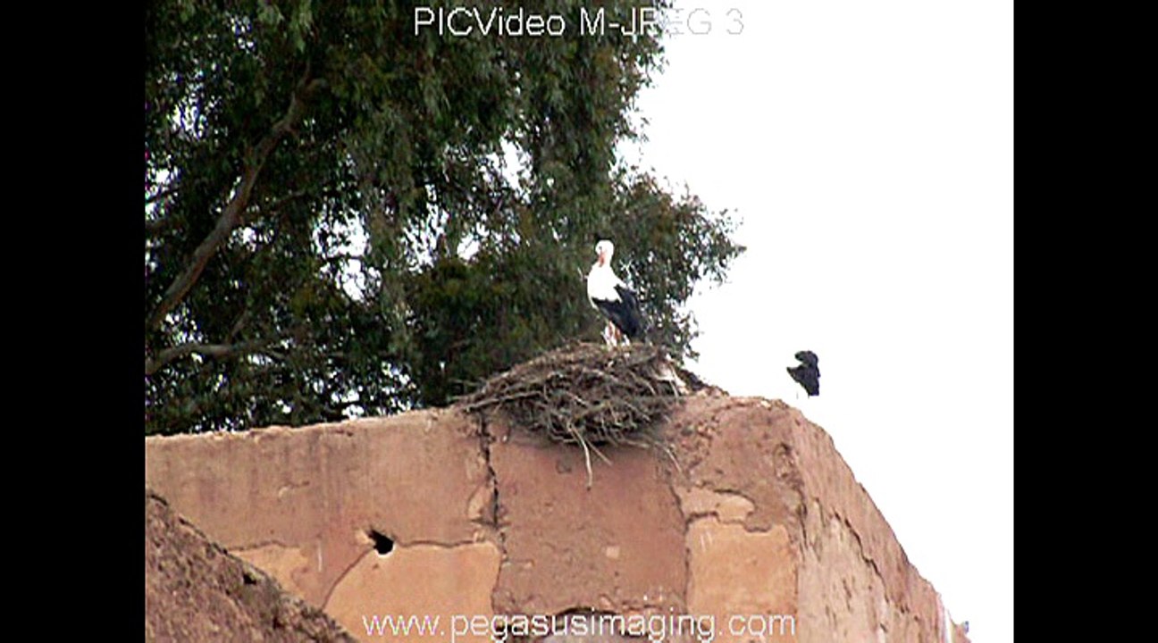 les cigognes du Maroc