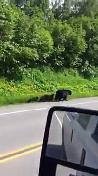 Ces oursons suivent leur mère le long de la route.. Trop mignon !