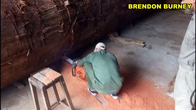 Il coupe un tronc d'arbre épais de 2 mètres avec une simple tronçonneuse !