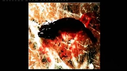 Woman allegedly delivers catfish after 16 months pregnancy