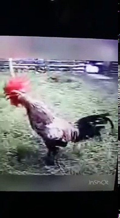 Ayam sanca jago niru suara manusia