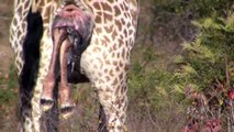 Incredible! Giraffe Giving Birth in the Wild!